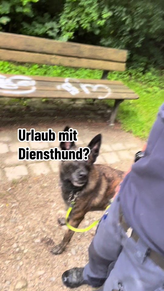 TikTok video thumbnail by annika_schaeffer