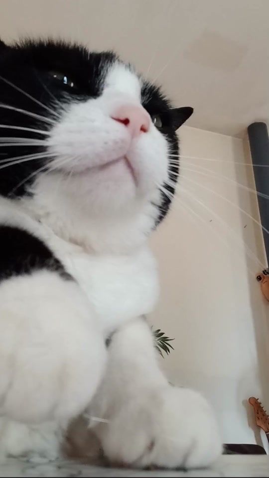 TikTok video thumbnail by lilou_ma_vie6