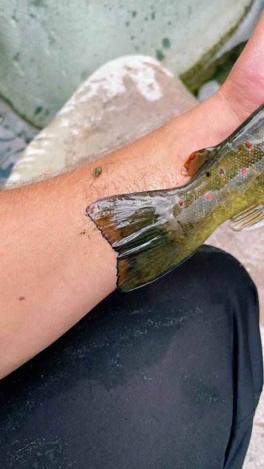 TikTok video thumbnail by fishing_highmountain