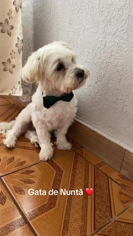 TikTok video thumbnail by tottygoofytiti_2021.2019