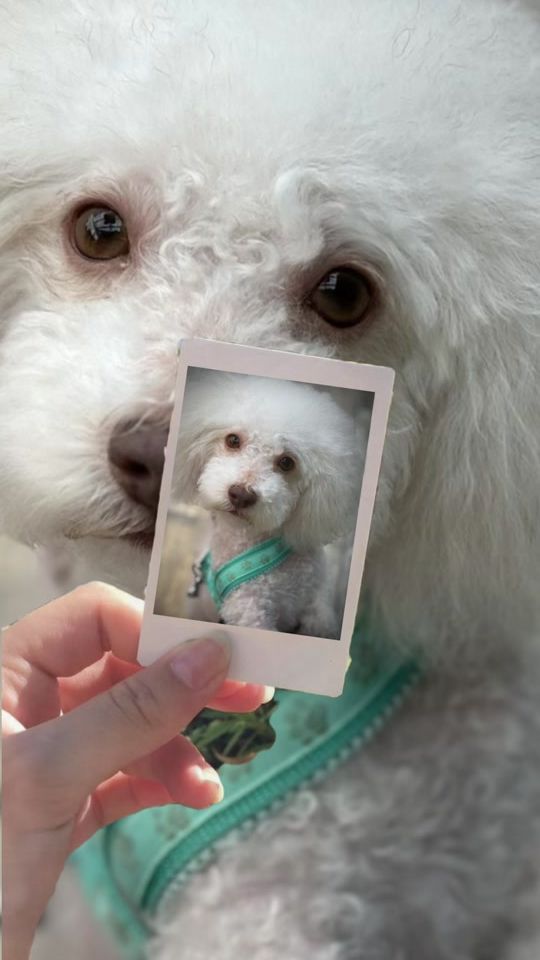 TikTok video thumbnail by daniel..teddy