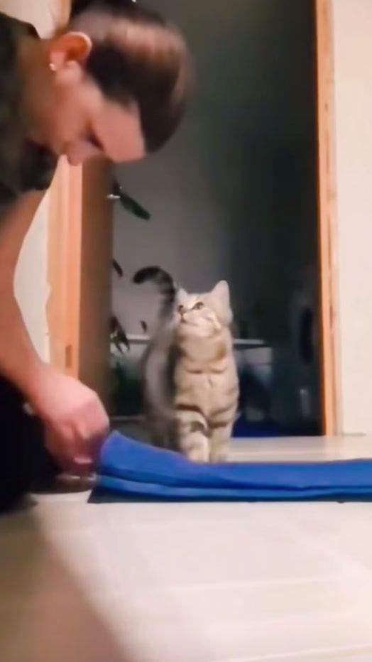TikTok video thumbnail by catdoglovers2