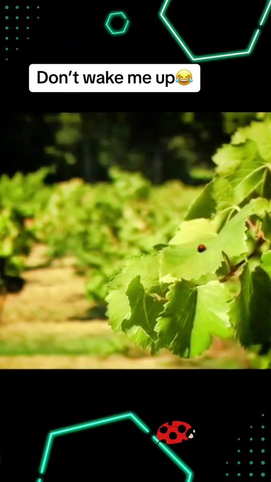 TikTok video thumbnail by anettkd