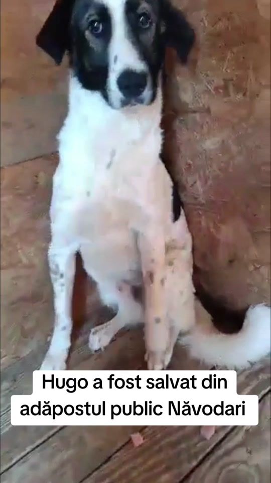 TikTok video thumbnail by asociatianolimitpets
