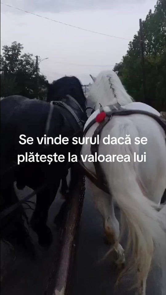 TikTok video thumbnail by costelrosu65
