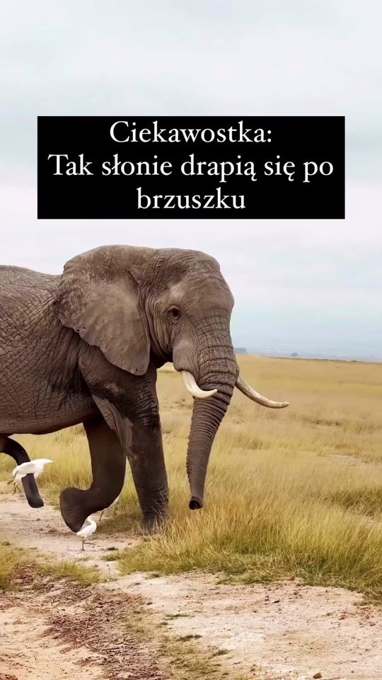 TikTok video thumbnail by sztuczny.inteligent
