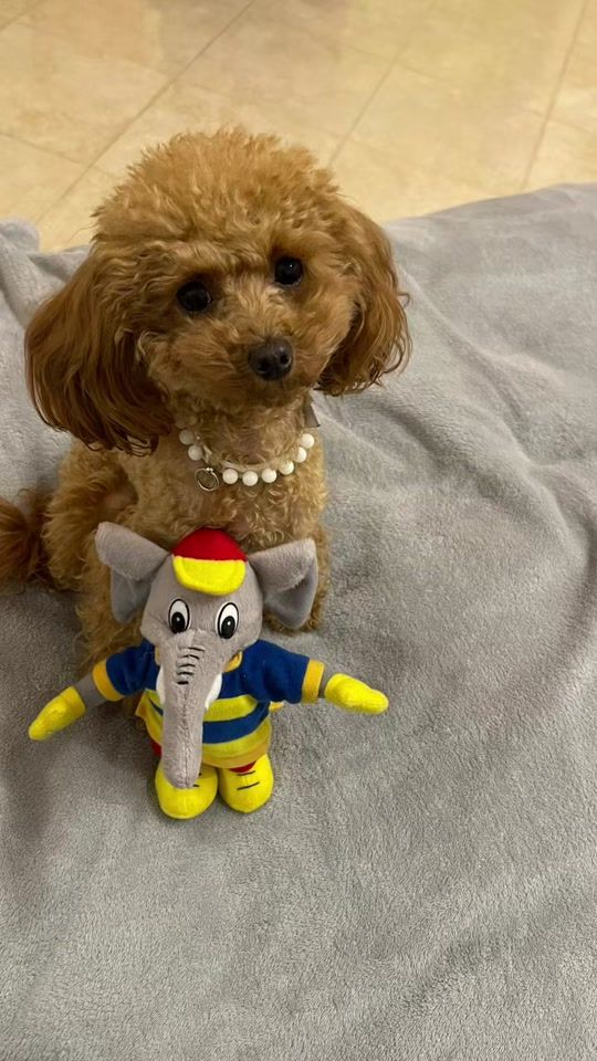 TikTok video thumbnail by sserenascalia