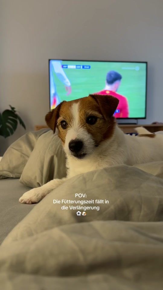 TikTok video thumbnail by leowuffs