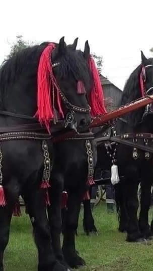 TikTok video thumbnail by florin.bogdan.proca