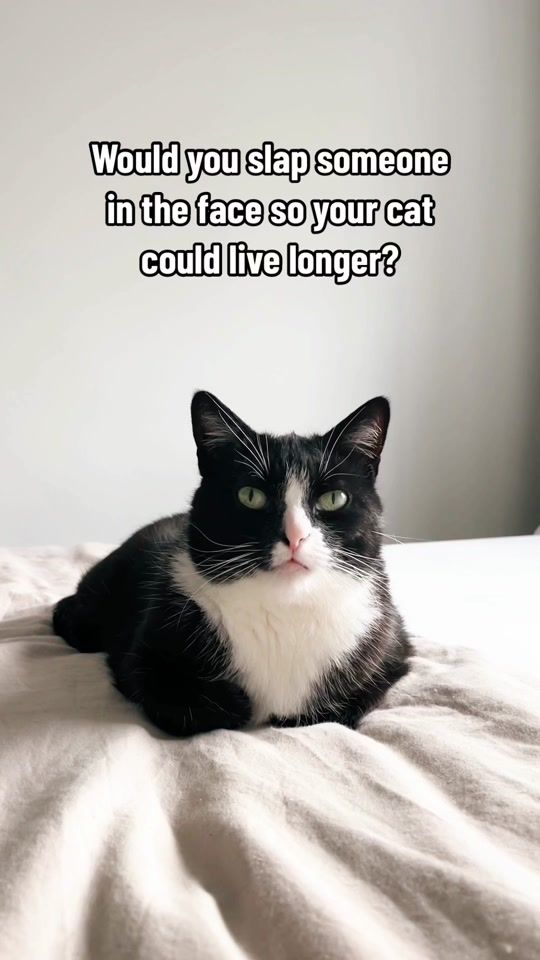 TikTok video thumbnail by 2chaoscats