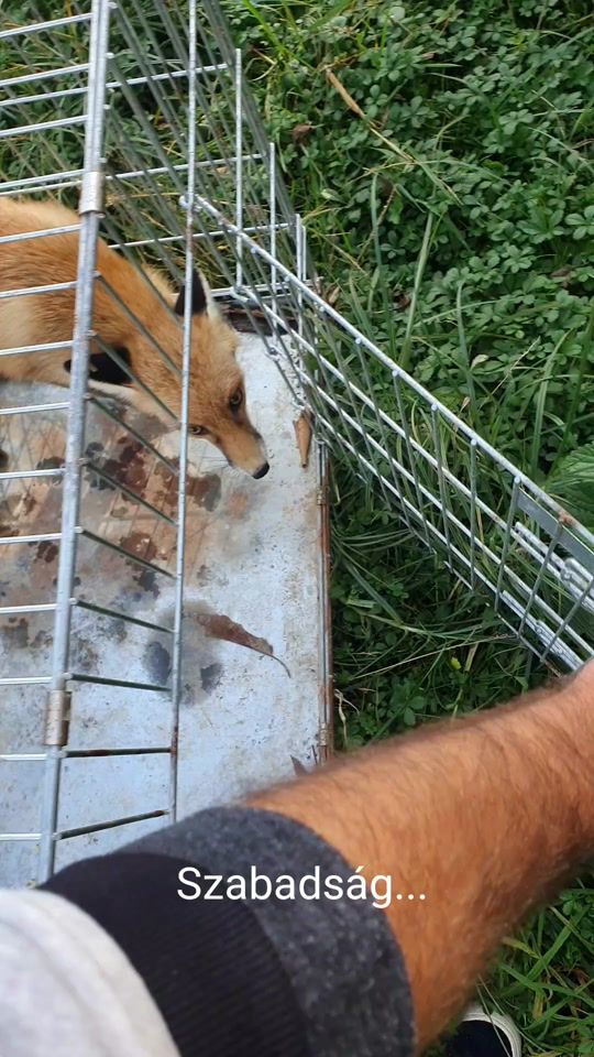 TikTok video thumbnail by rokales