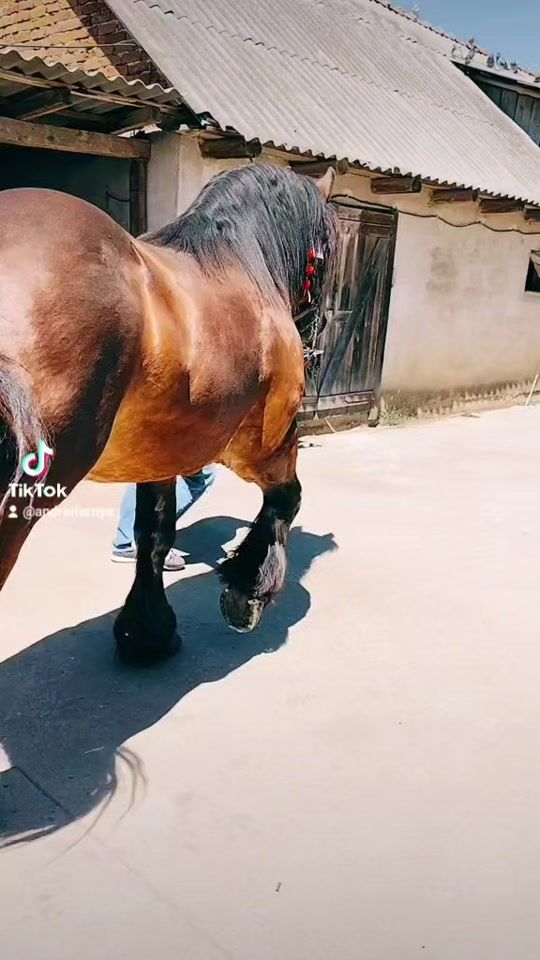 TikTok video thumbnail by andreifernye