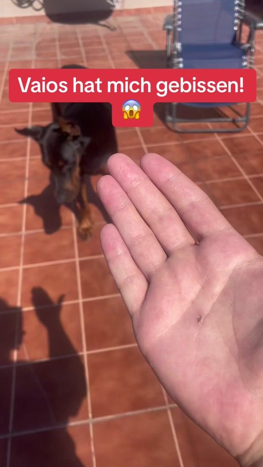 TikTok video thumbnail by dobermann_nero