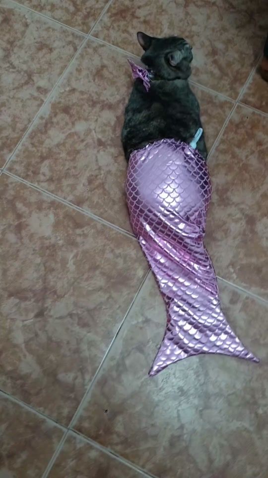 TikTok video thumbnail by mayiti.kitty