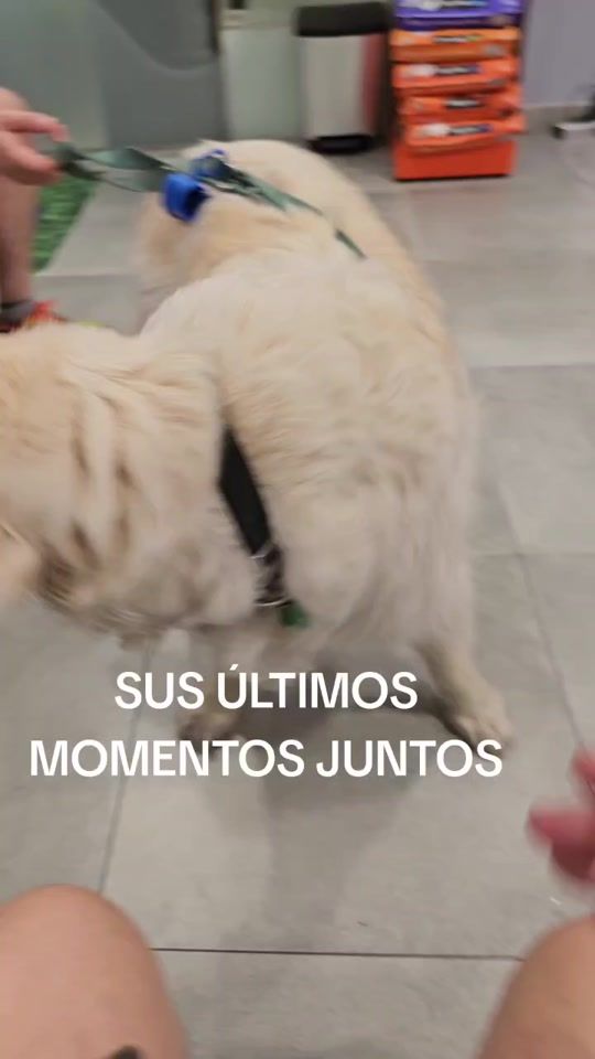 TikTok video thumbnail by natividadrivera74