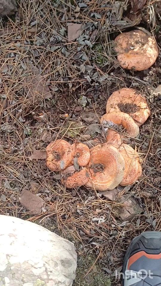 TikTok video thumbnail by aantooeenk