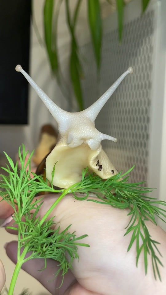 TikTok video thumbnail by snaildostuff