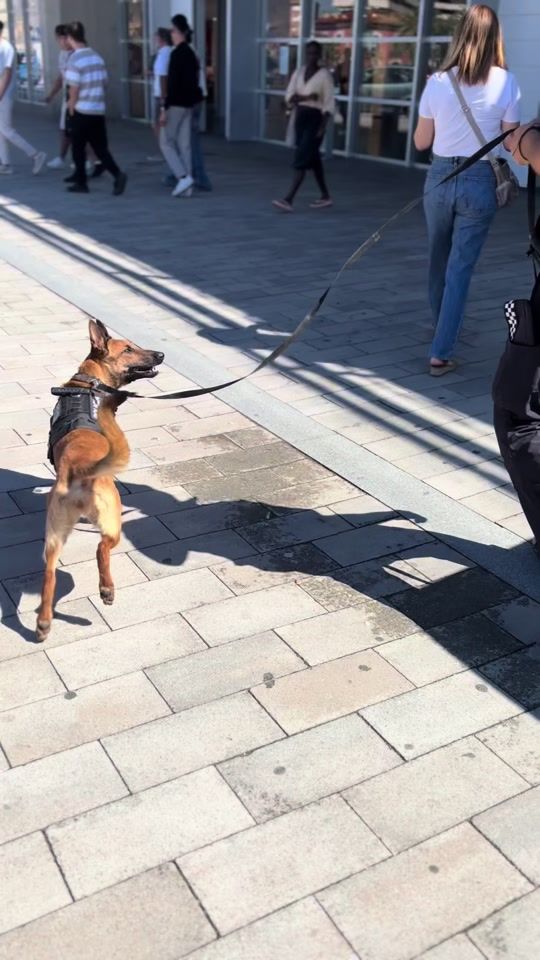 TikTok video thumbnail by pasionk9