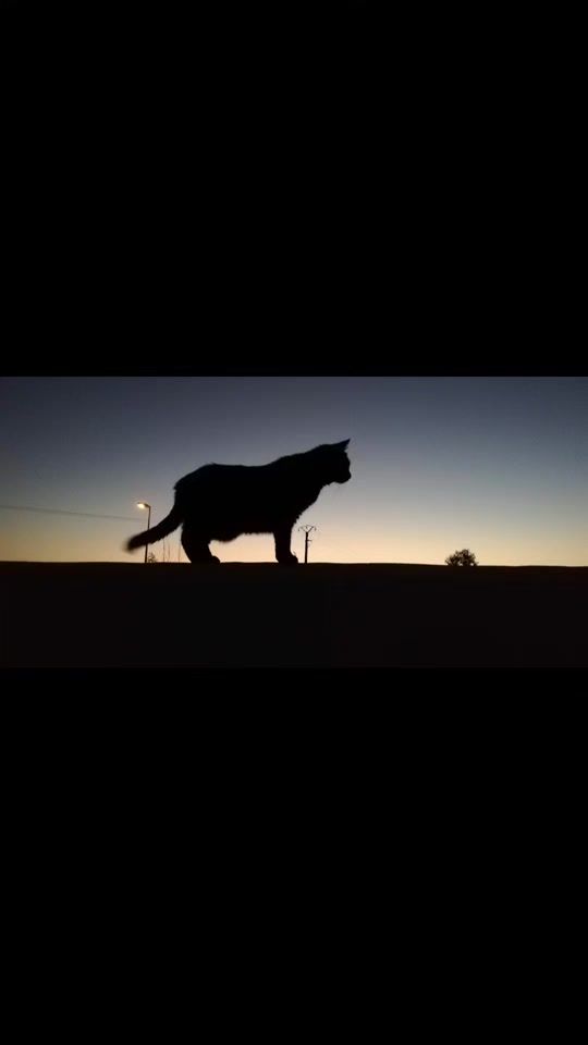 TikTok video thumbnail by oddy0401