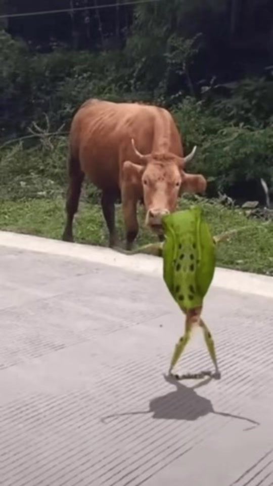 TikTok video thumbnail by matmoe12