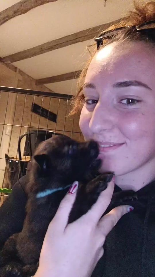 TikTok video thumbnail by urus_bergerhollandais
