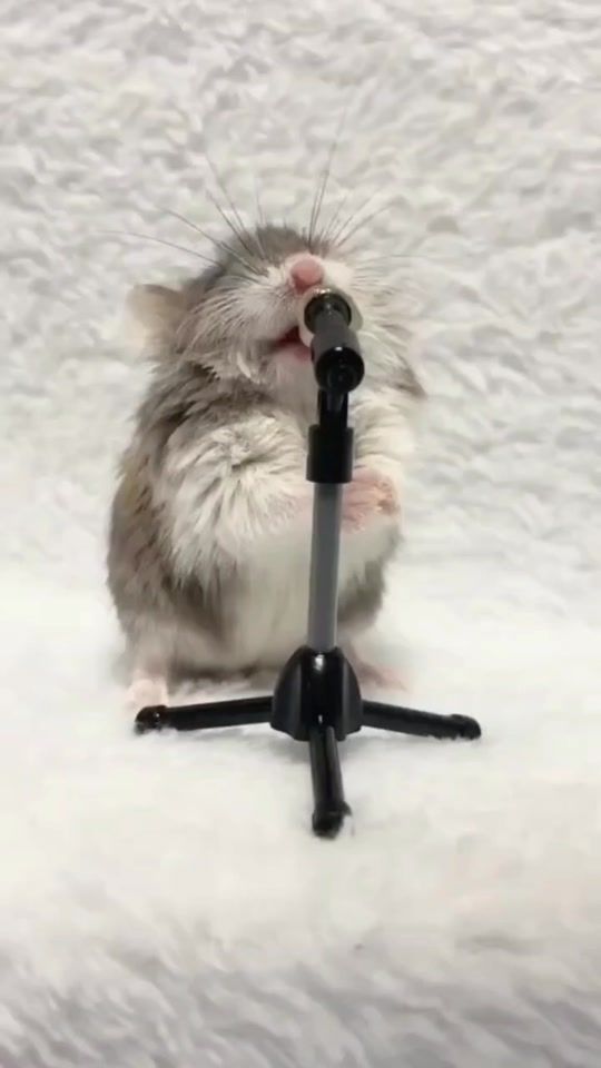 TikTok video thumbnail by marmotte_officiel