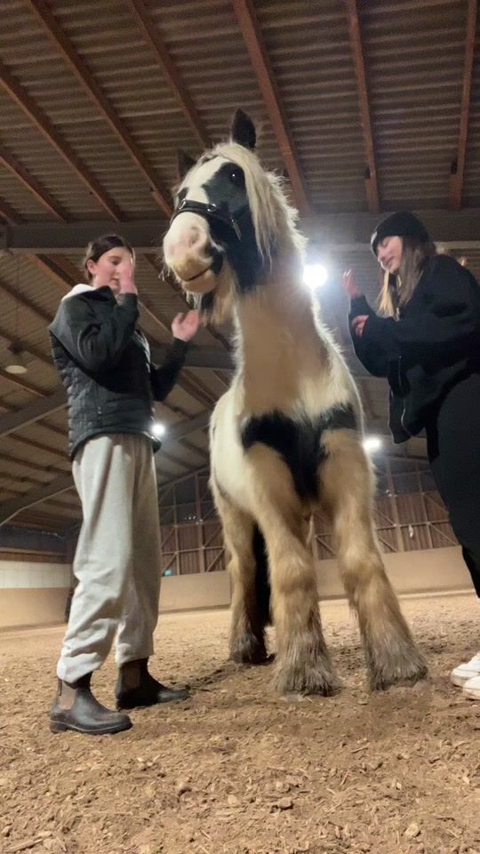 TikTok video thumbnail by schokoriegelpony