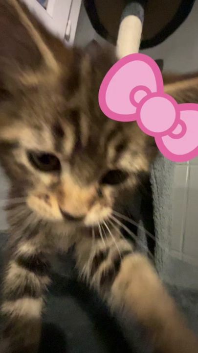 TikTok video thumbnail by kittycatnikita