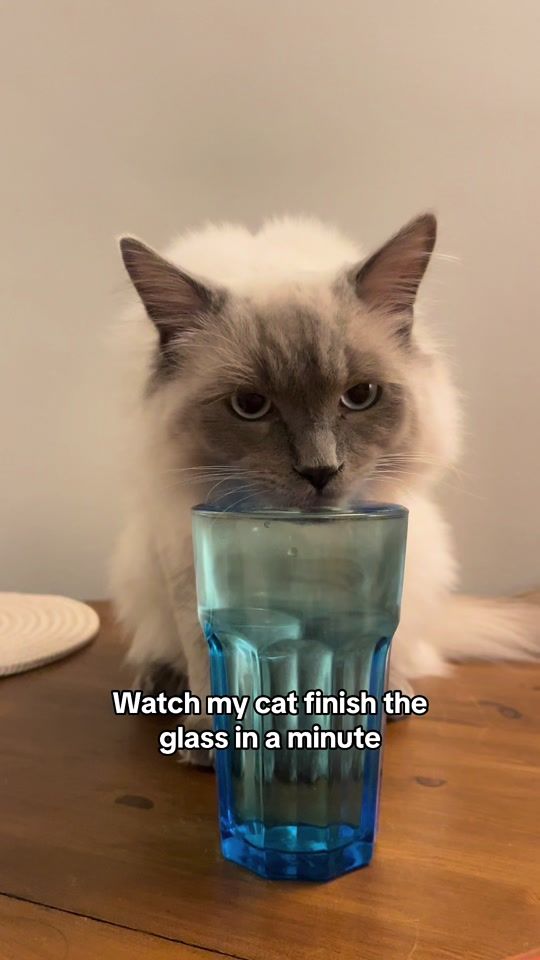 TikTok video thumbnail by willowthefurrball