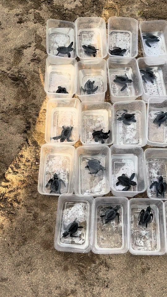 TikTok video thumbnail by joyeuse.lll