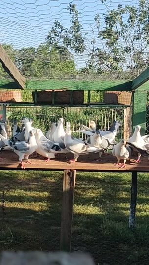 TikTok video thumbnail by porumbeigalatenidomnesti