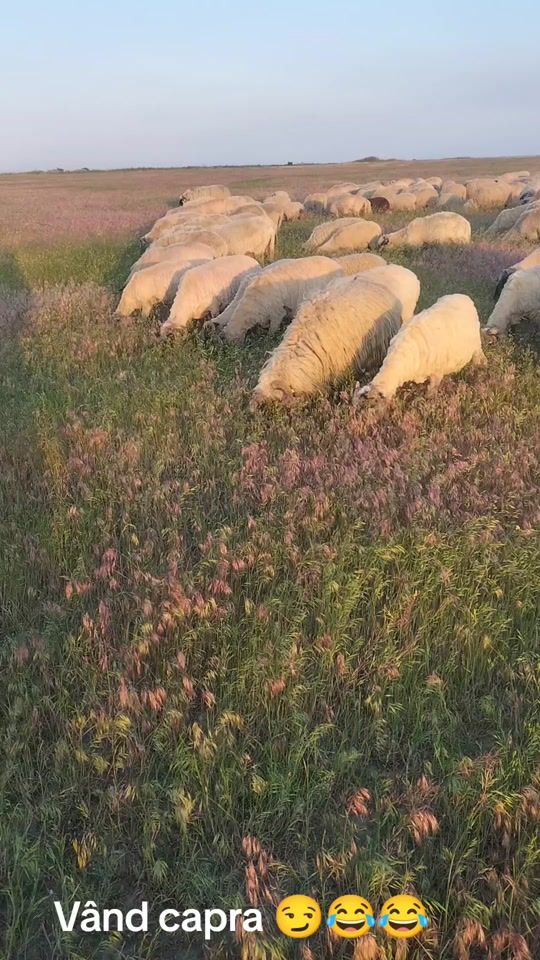 TikTok video thumbnail by teleanu.braileanu