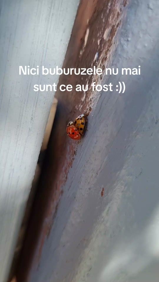 TikTok video thumbnail by irina97b