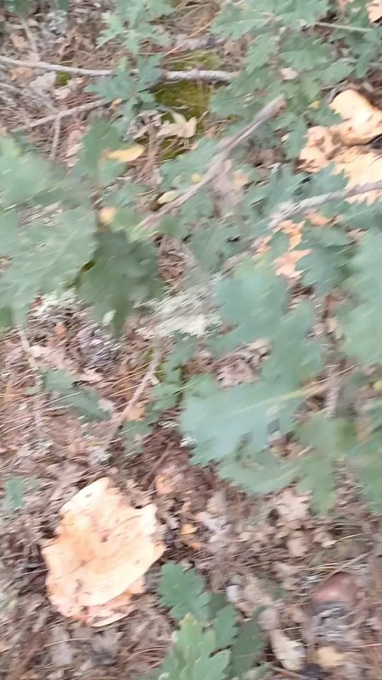 TikTok video thumbnail by aantooeenk