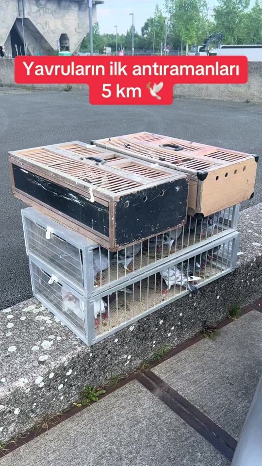 TikTok video thumbnail by resiteker