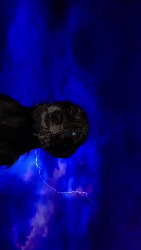 TikTok video thumbnail by dog_pirucas