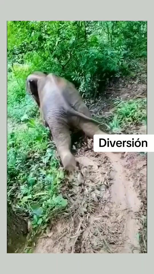 TikTok video thumbnail by animales.gracioso