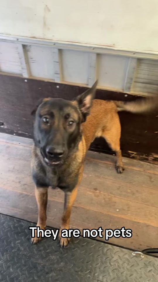 TikTok video thumbnail by rex_the_belgianmalinois