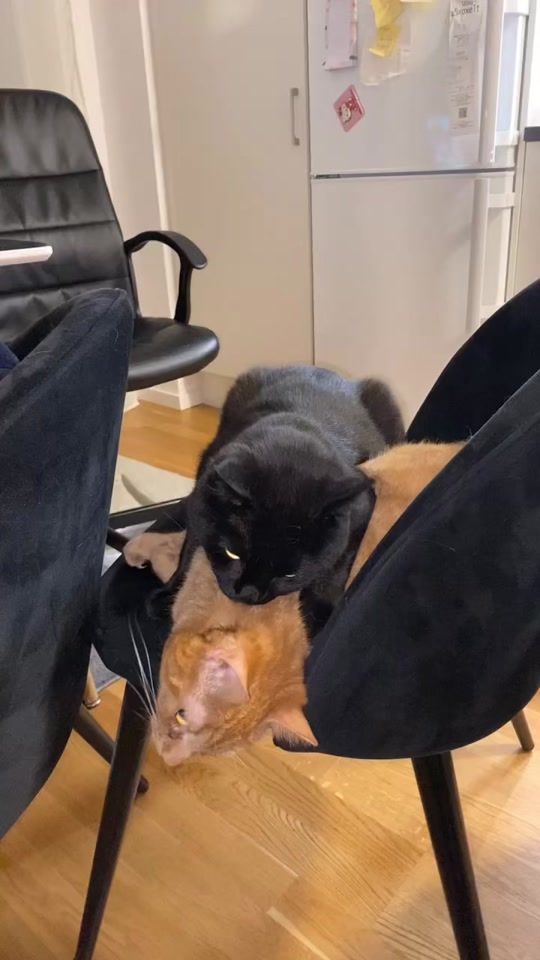 TikTok video thumbnail by pikathiccachu