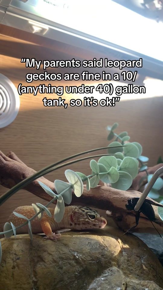 TikTok video thumbnail by that.1.leopard.gecko