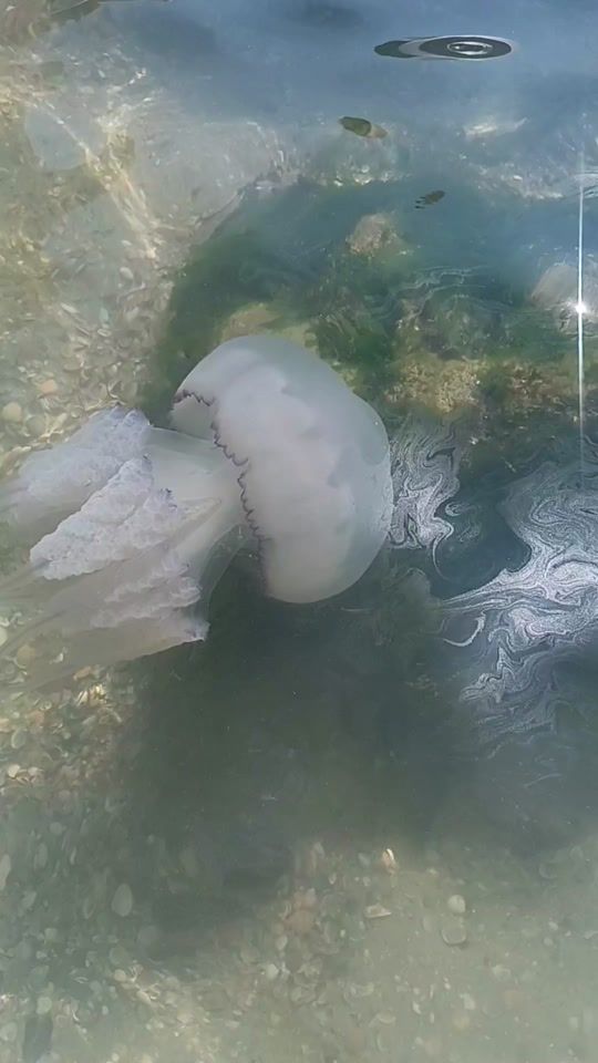 TikTok video thumbnail by paulina.98