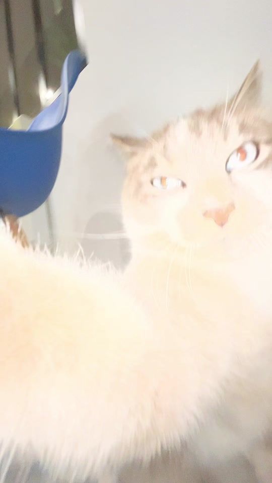 TikTok video thumbnail by ouistiti_cat