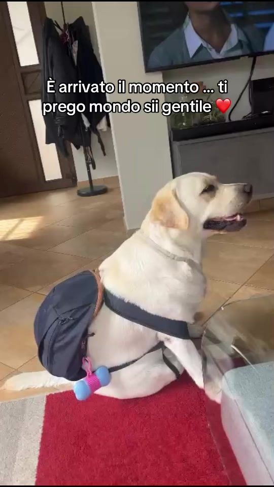 TikTok video thumbnail by mrs.leadog