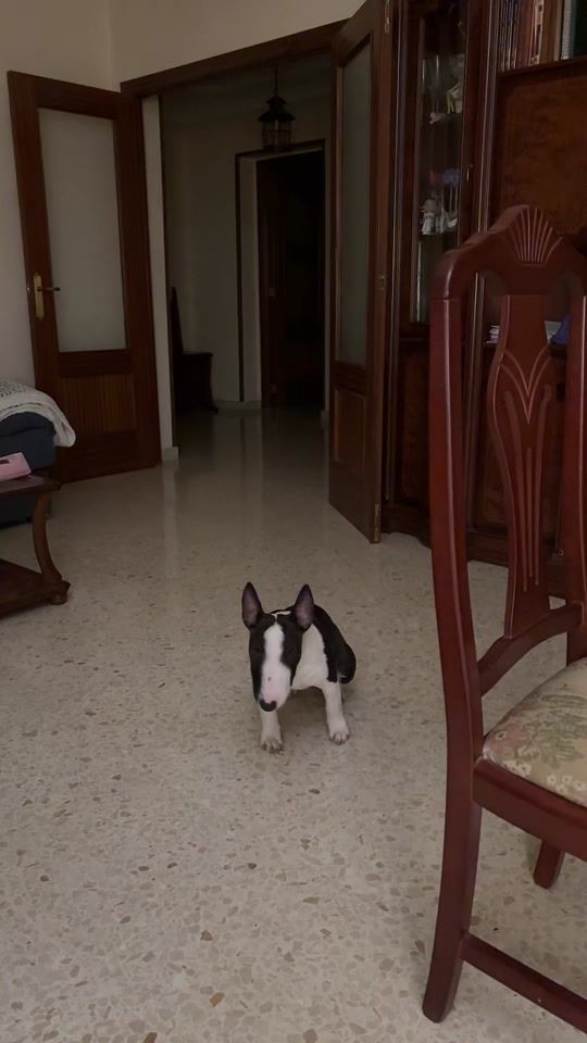 TikTok video thumbnail by thorbullterriermini