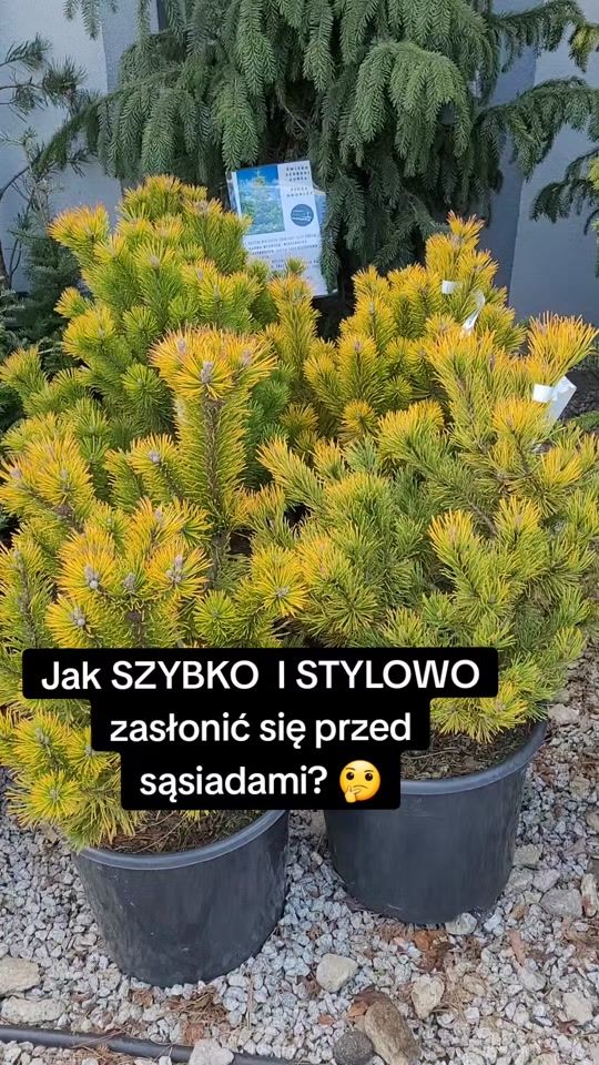 TikTok video thumbnail by bukszpanik.pl