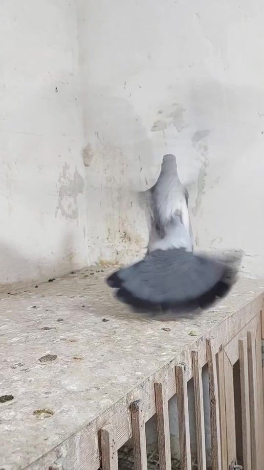 TikTok video thumbnail by sani_kaya