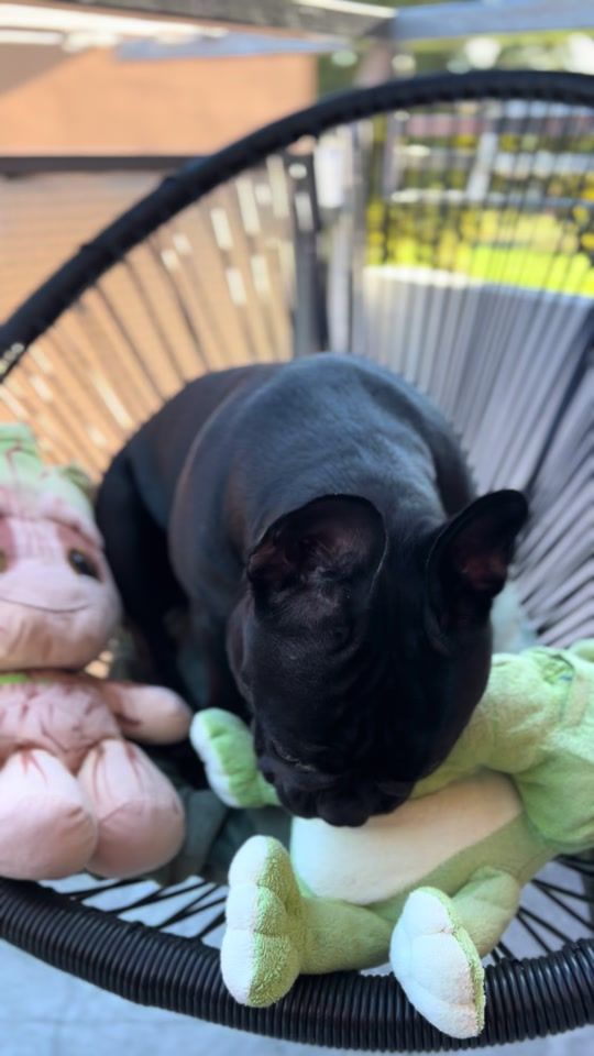 TikTok video thumbnail by dudu_frenchie_