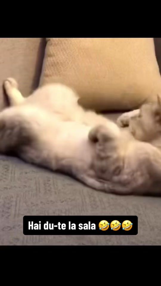 TikTok video thumbnail by pisica.zurlie4