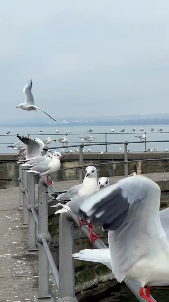 TikTok video thumbnail by eva_gul_57_06