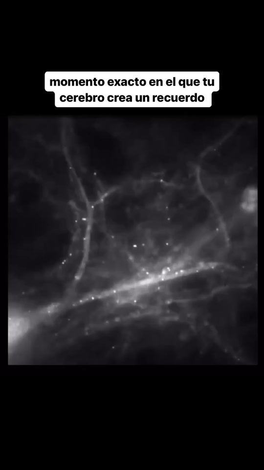 TikTok video thumbnail by lmaoale_2